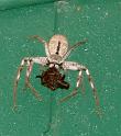 Holconia_immanis_F2272_Z_80_Oaklands Park_Australie